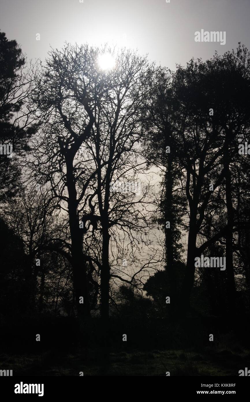 Leafless tree skeletons hi-res stock photography and images - Alamy
