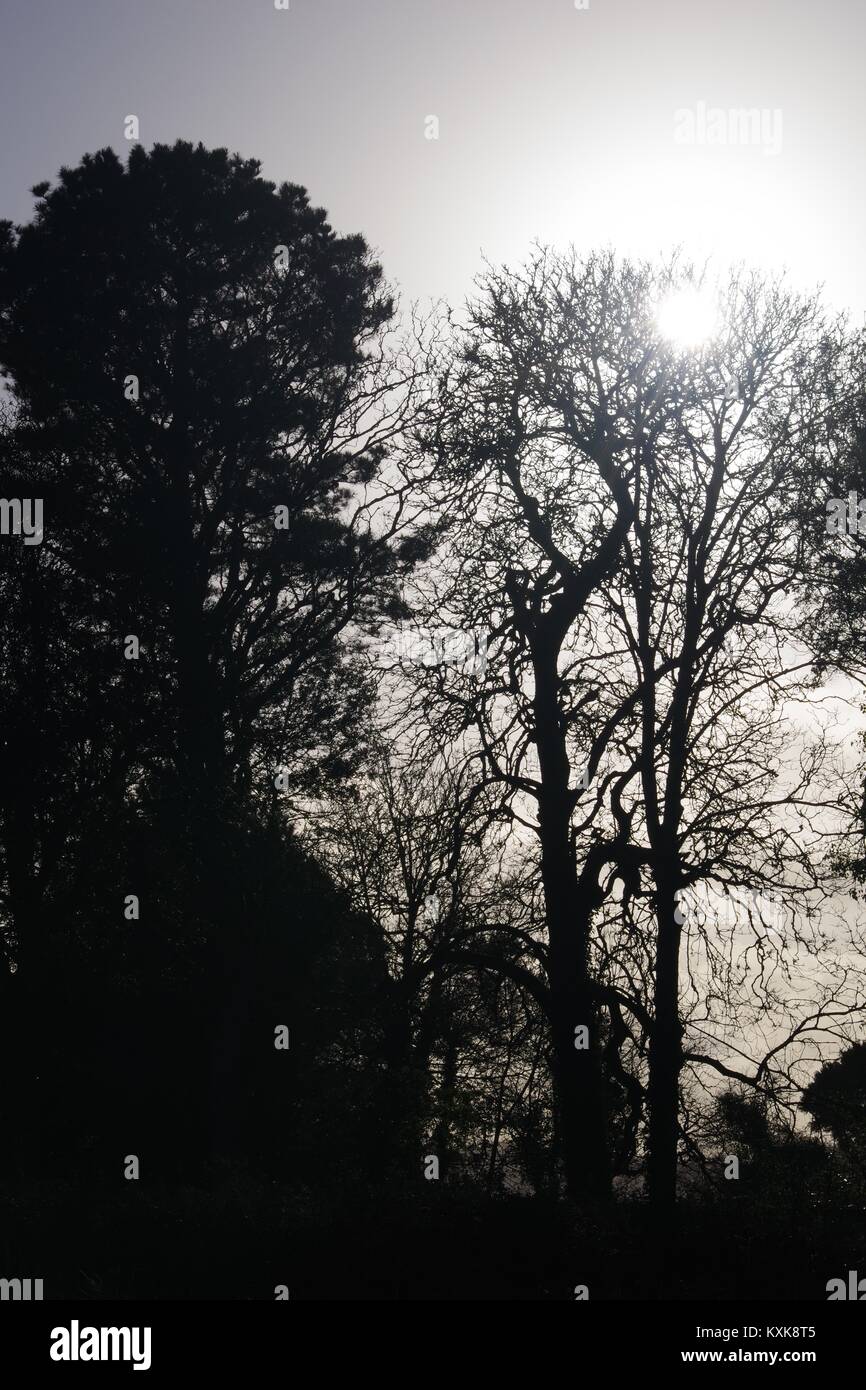 Leafless tree skeletons hi-res stock photography and images - Alamy