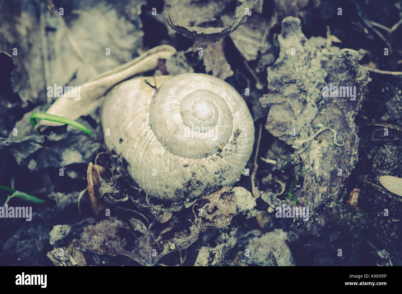 snail shell in the soil Stock Photo Alamy