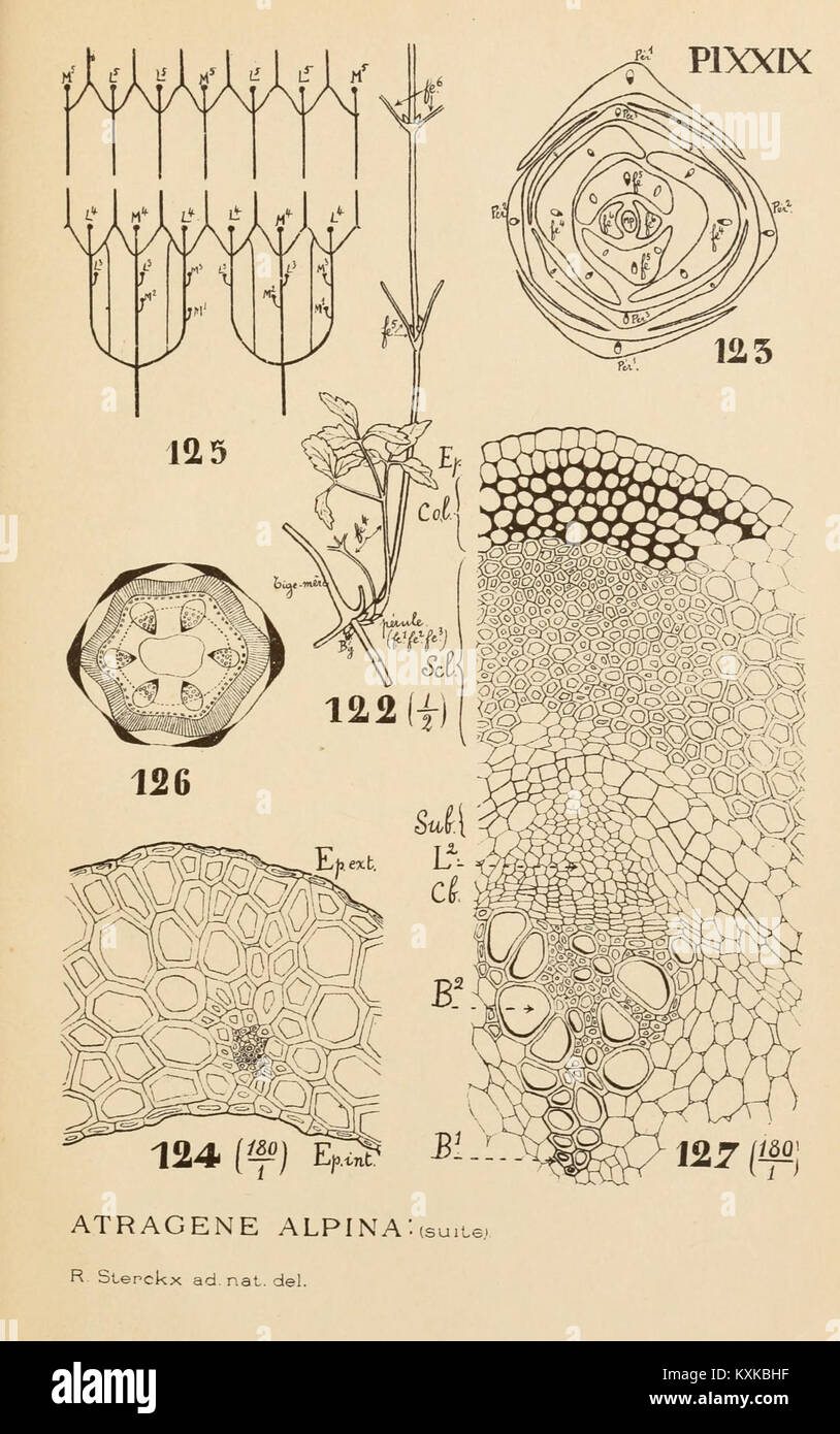 Plant taxonomy documentation hi-res stock photography and images - Alamy