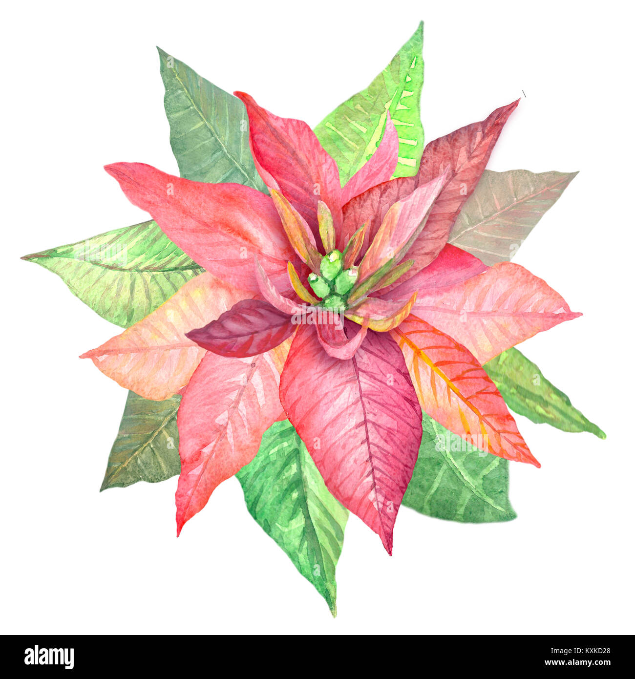 Watercolor flowers poinsettia. Illustration of botanical plants. Drawing  paints by hand. Christmas flower. For cards and textiles Stock Photo - Alamy