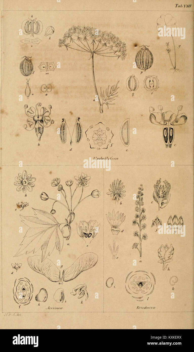 Atlas öfver den Skandinaviska florans naturliga familjer BHL10477815 Stock  Photo - Alamy
