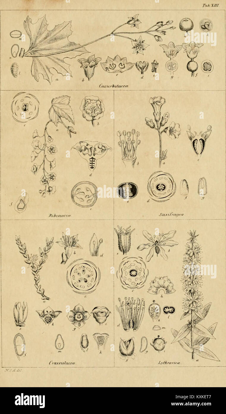Documenting botanical study hi-res stock photography and images - Alamy