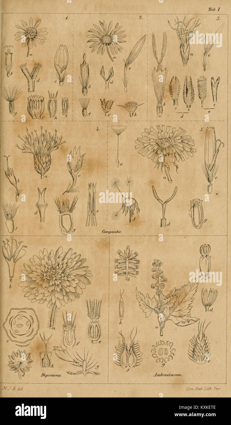 Floraoverview hi-res stock photography and images - Alamy