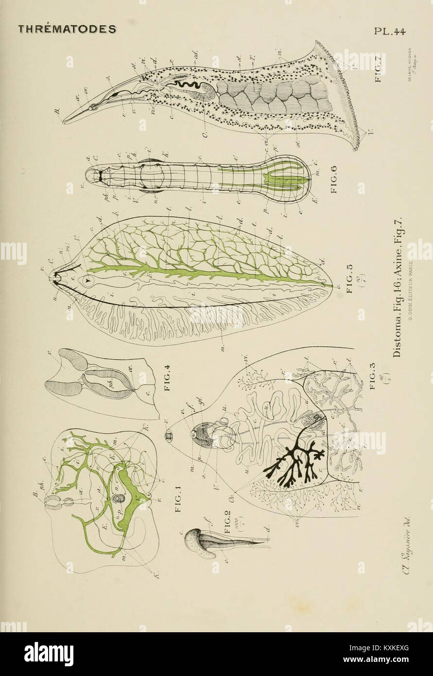 Atlas of comparative anatomy of invertebrates hi-res stock photography ...
