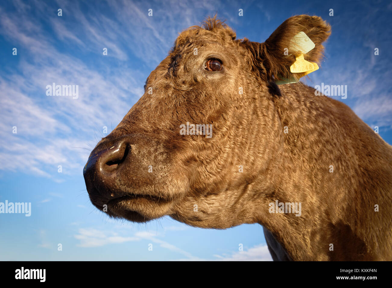 The head of a cow against a bright blue sky. Stock Photo