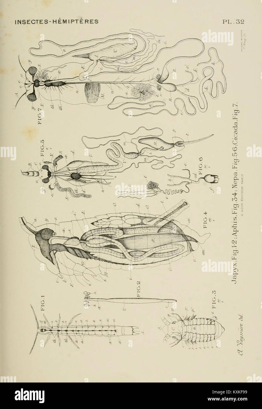 A plate from the Atlas of Comparative Anatomy of Invertebrates displays ...