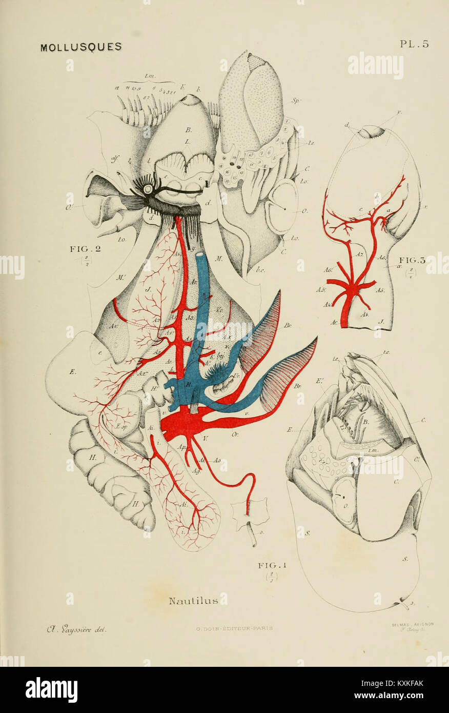 Curated visual reference: New Structures Enriching Invertebrate Evolvingnul Medium Reference: Atlas Plate Illustrating Comparative Anatomy Of Invertebrates