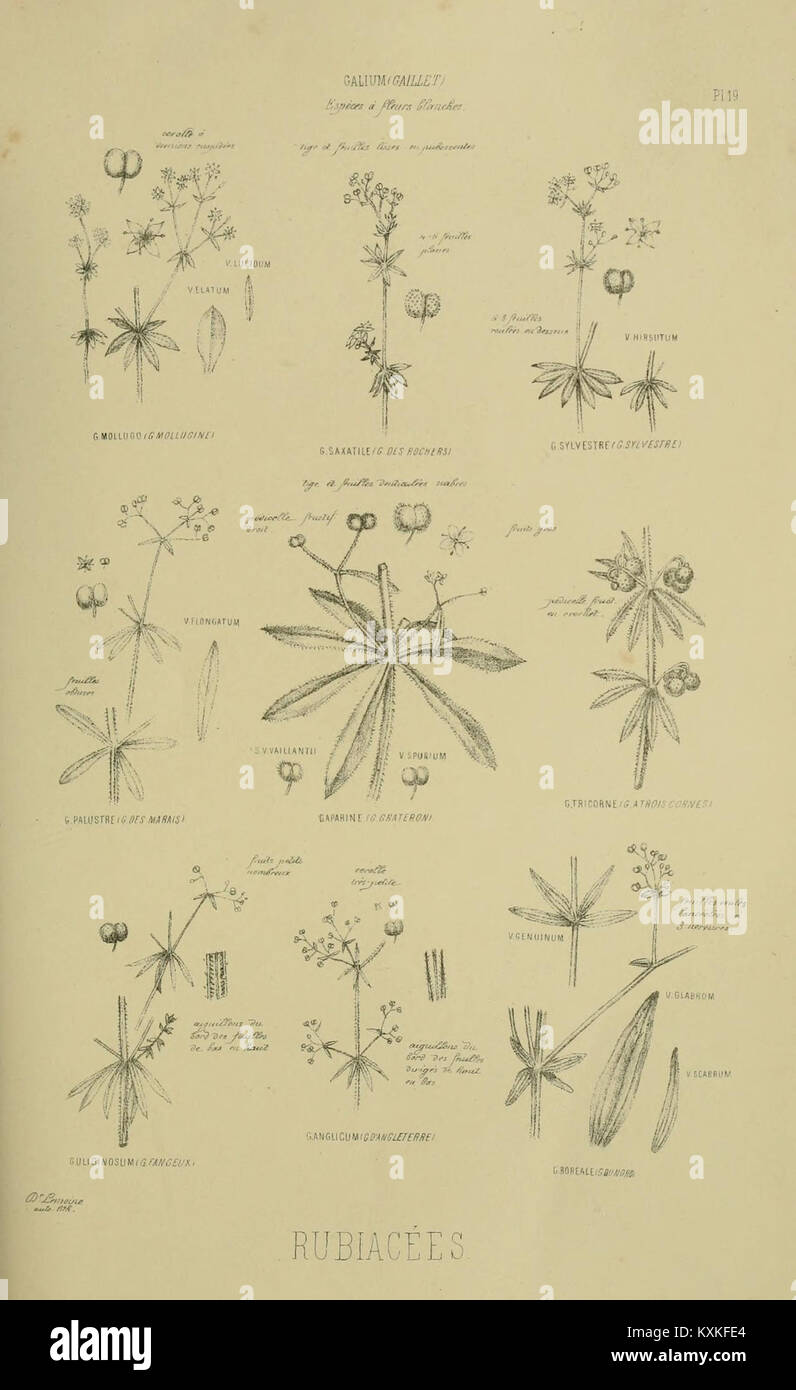 Atlas documenting specific characteristics of plants from the Parisian ...