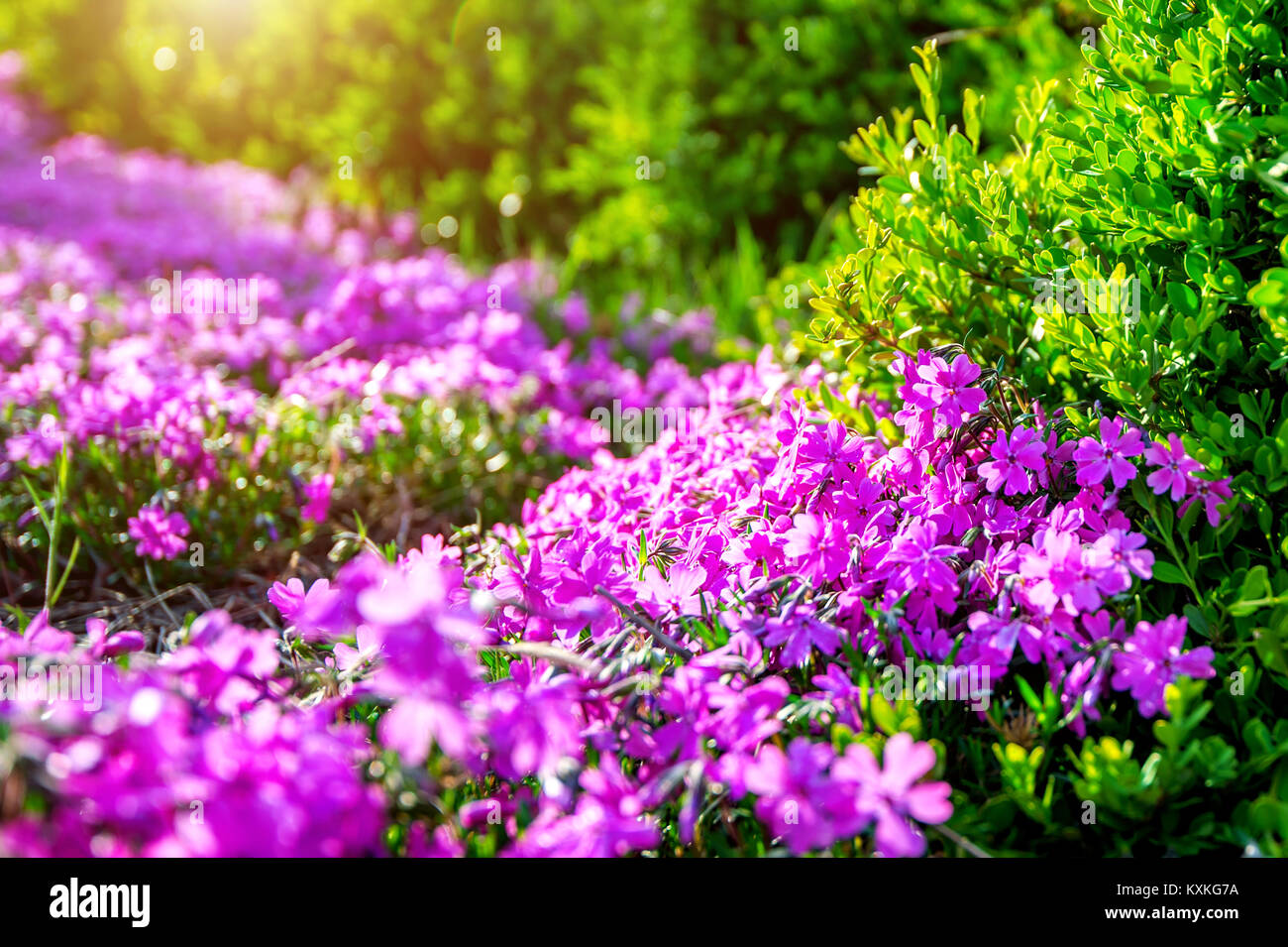 Flower with sunlight in spring. Nature background in spring Stock Photo ...