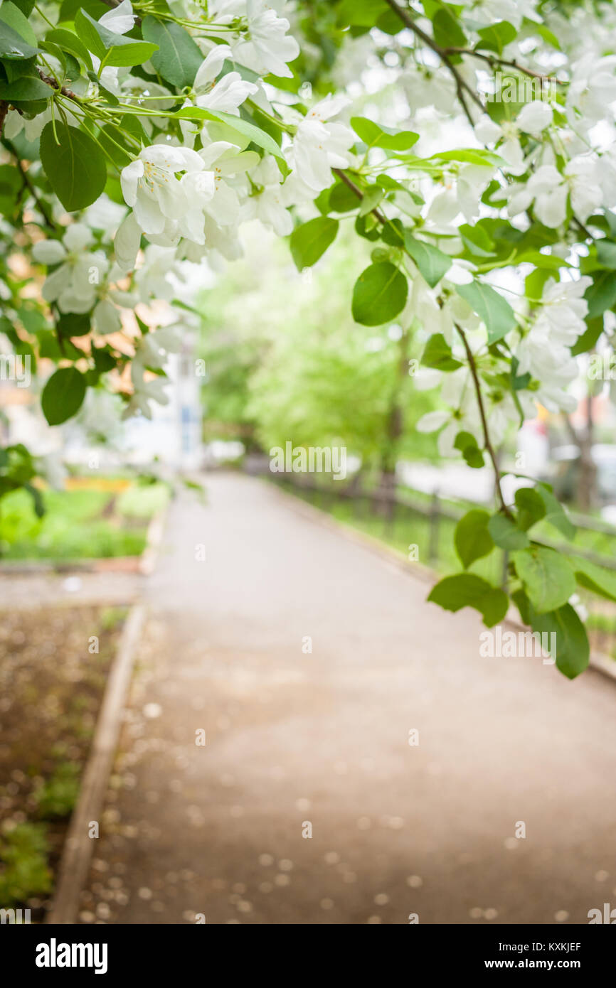 Over hanging tree branch hi-res stock photography and images - Alamy