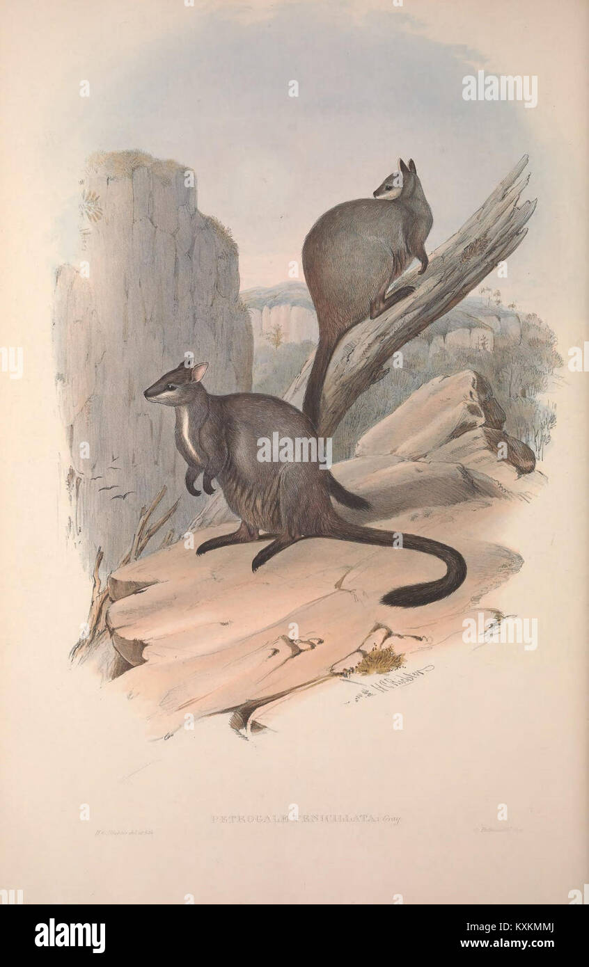 Macropodidae Australia Australian Hi res Stock Photography And Images macropodidae-australia-australian-hi-res-stock-photography-and-images