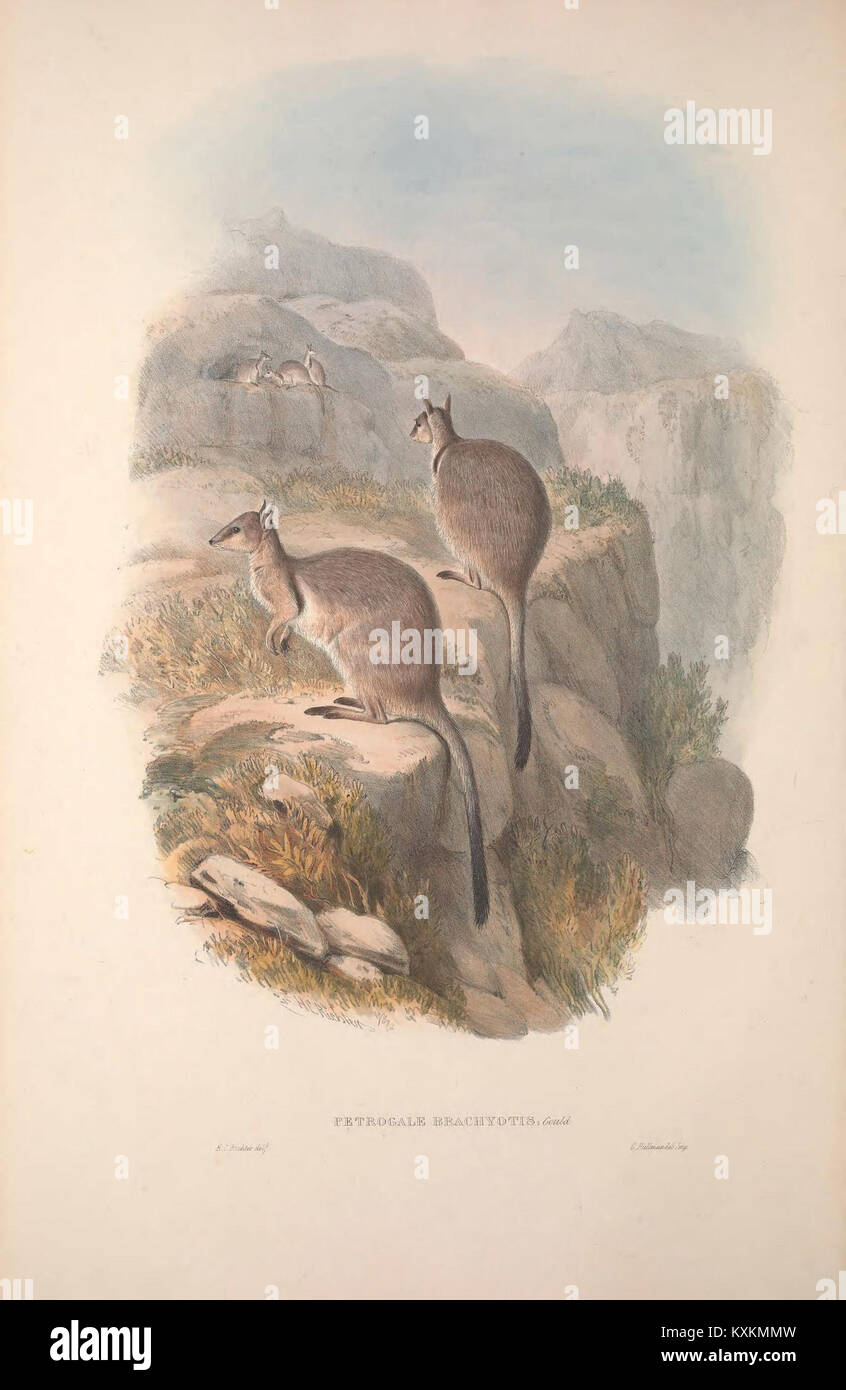 A Monograph On The Macropodid Family Detailing Kangaroo Species a-monograph-on-the-macropodid-family-detailing-kangaroo-species