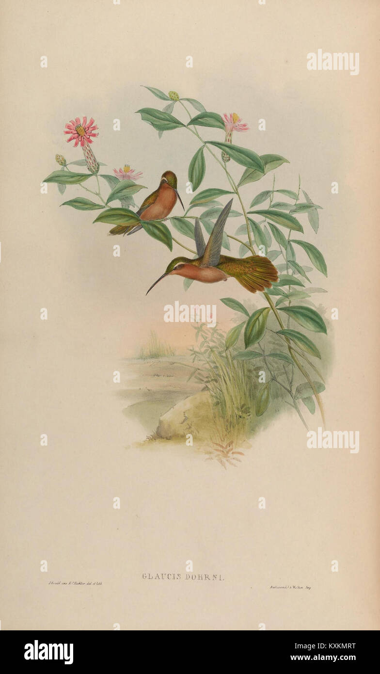 Hummingbird Classification An illustration of Trochilidae hummingbirds, showing species diversity ...