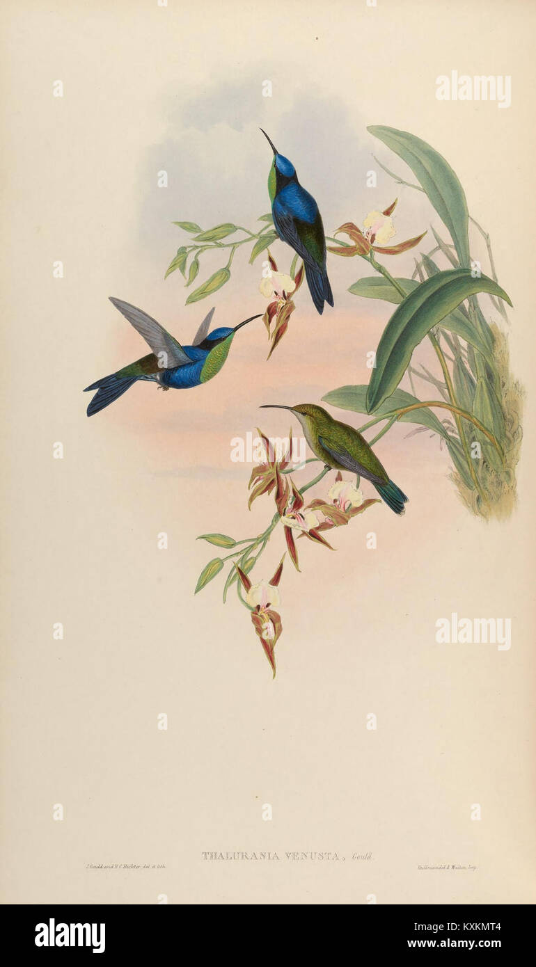 Hummingbird Classification This plate illustrates species of the Trochilidæ family, highlighting ...