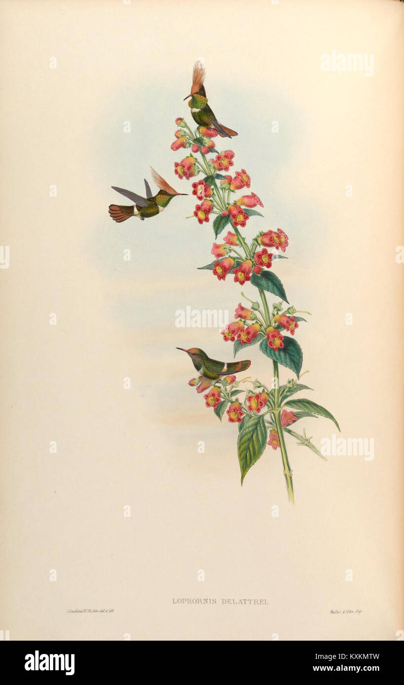 Hummingbird Classification Scientific study of Trochilidæ, depicting multiple hummingbird species ...