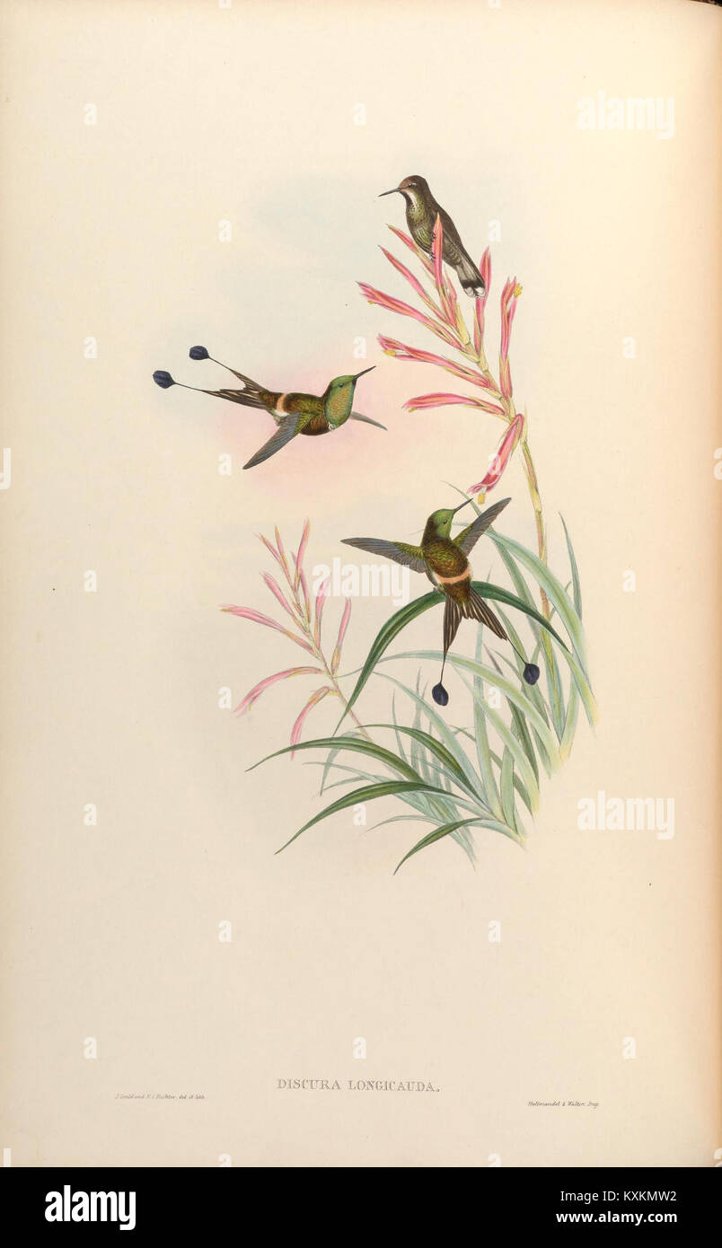 A detailed monograph of Trochilidae (hummingbirds) illustrating species ...