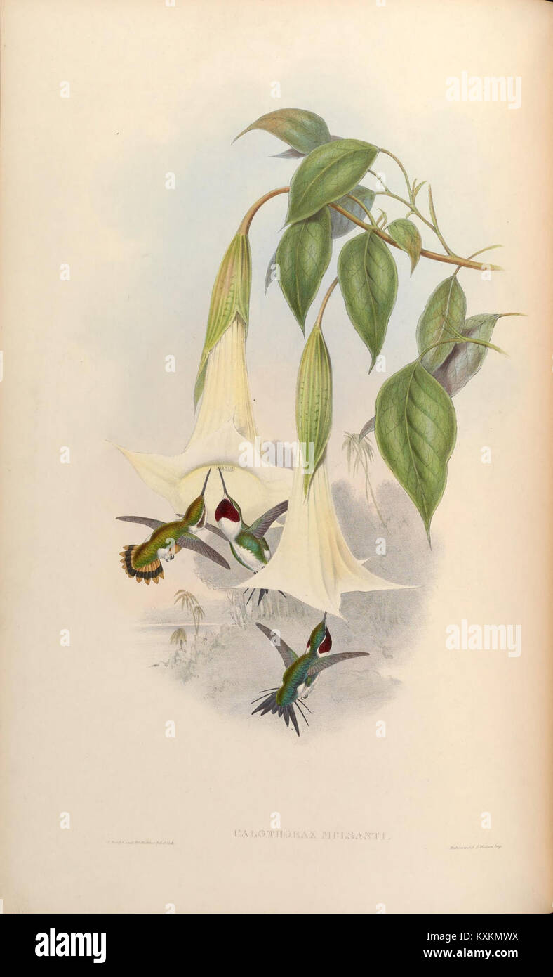 A detailed plate from the Trochilidae monograph showing various ...
