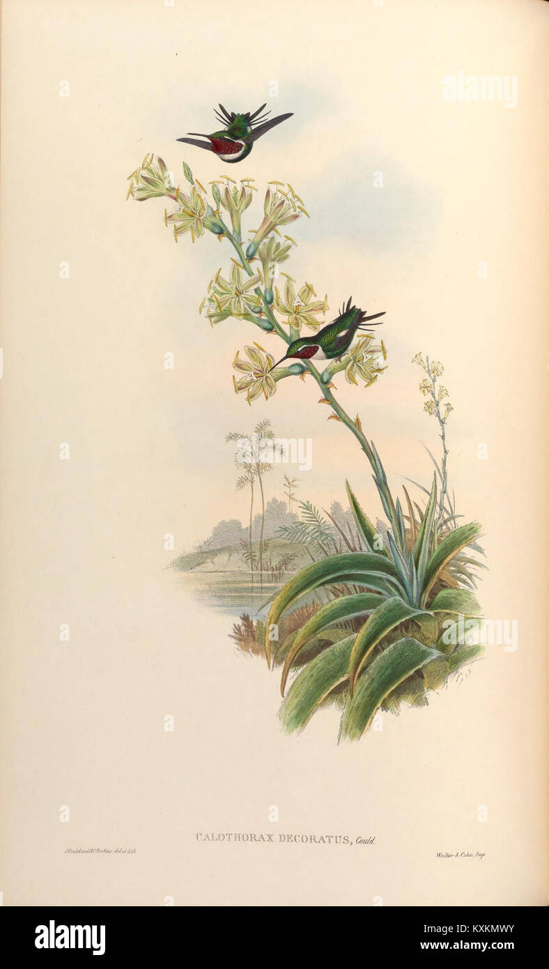 Hummingbird Classification Diversity of avian morphology hi-res stock photography and images - Alamy
