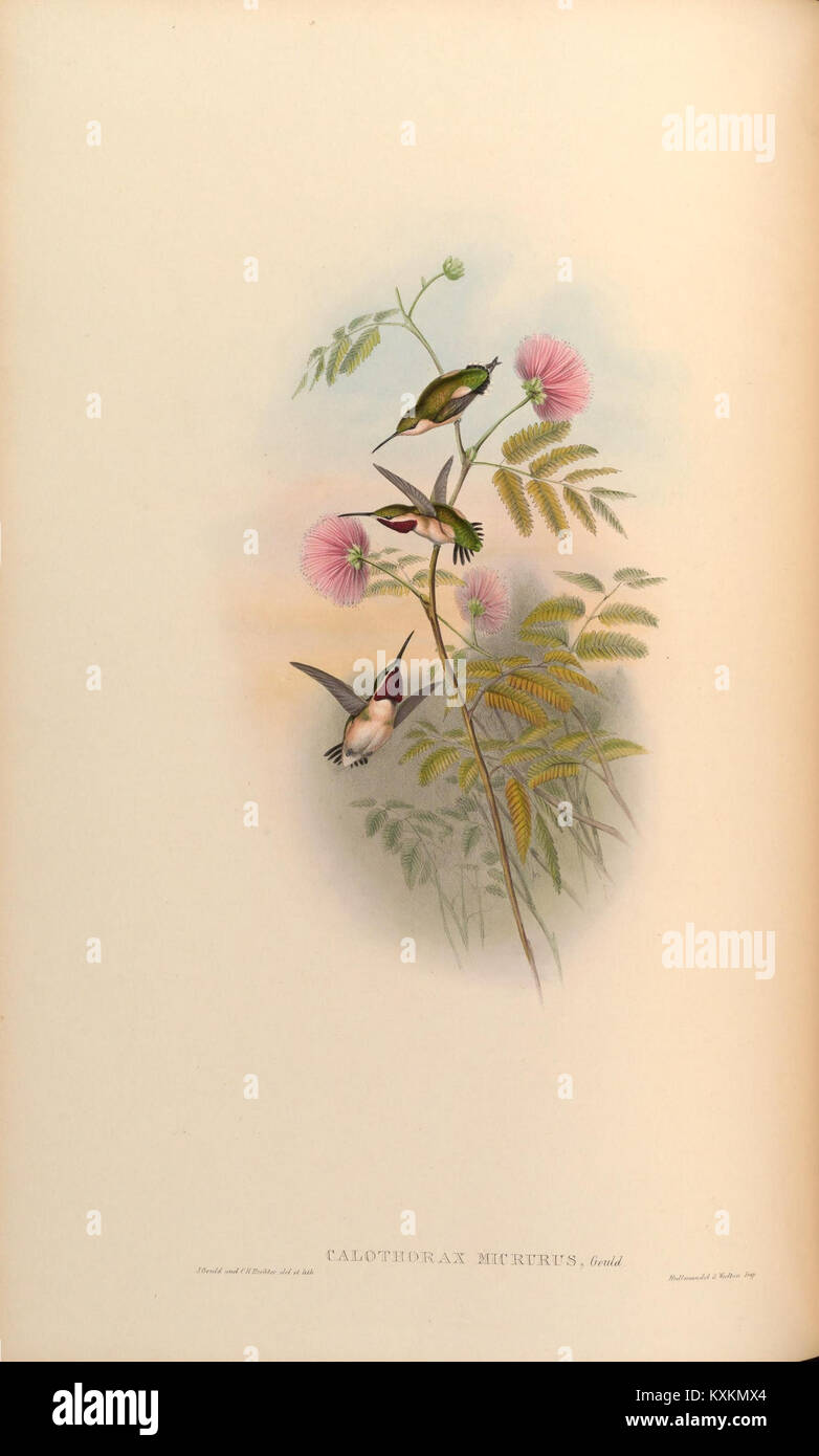 Hummingbird Classification Illustration and description of Trochilidæ, detailing hummingbird ...