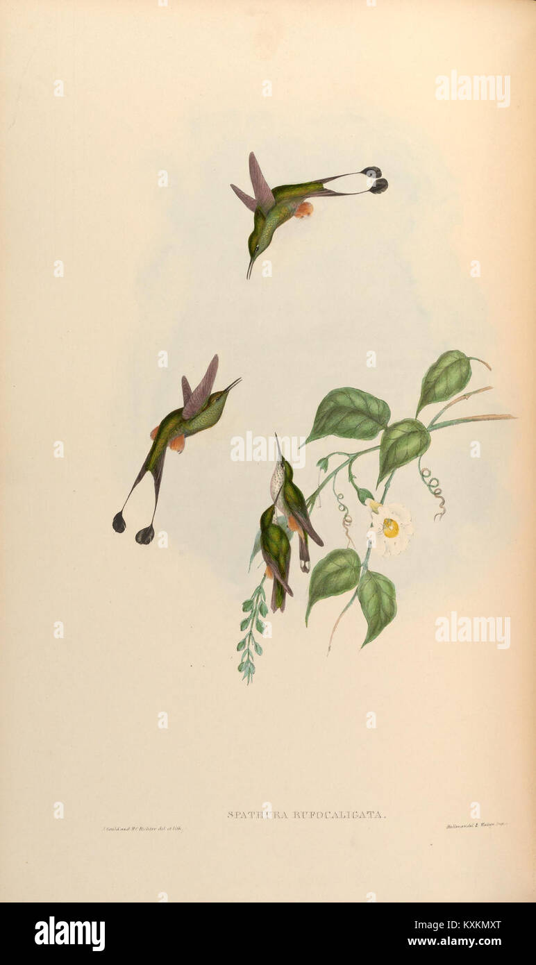 Plate 165 of the Trochilidæ monograph depicts hummingbirds, showing ...