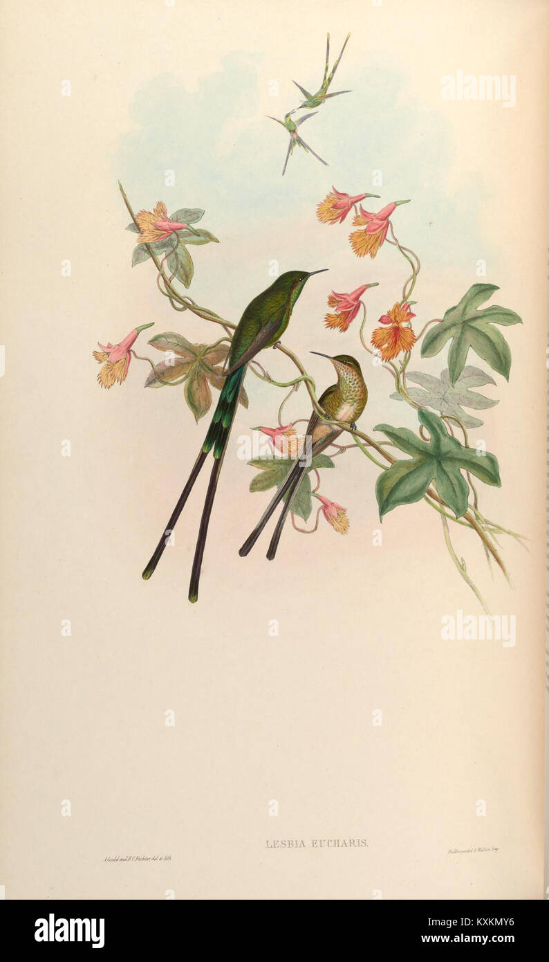 Hummingbird Classification This plate from *A Monograph of the Trochilidae* highlights species ...