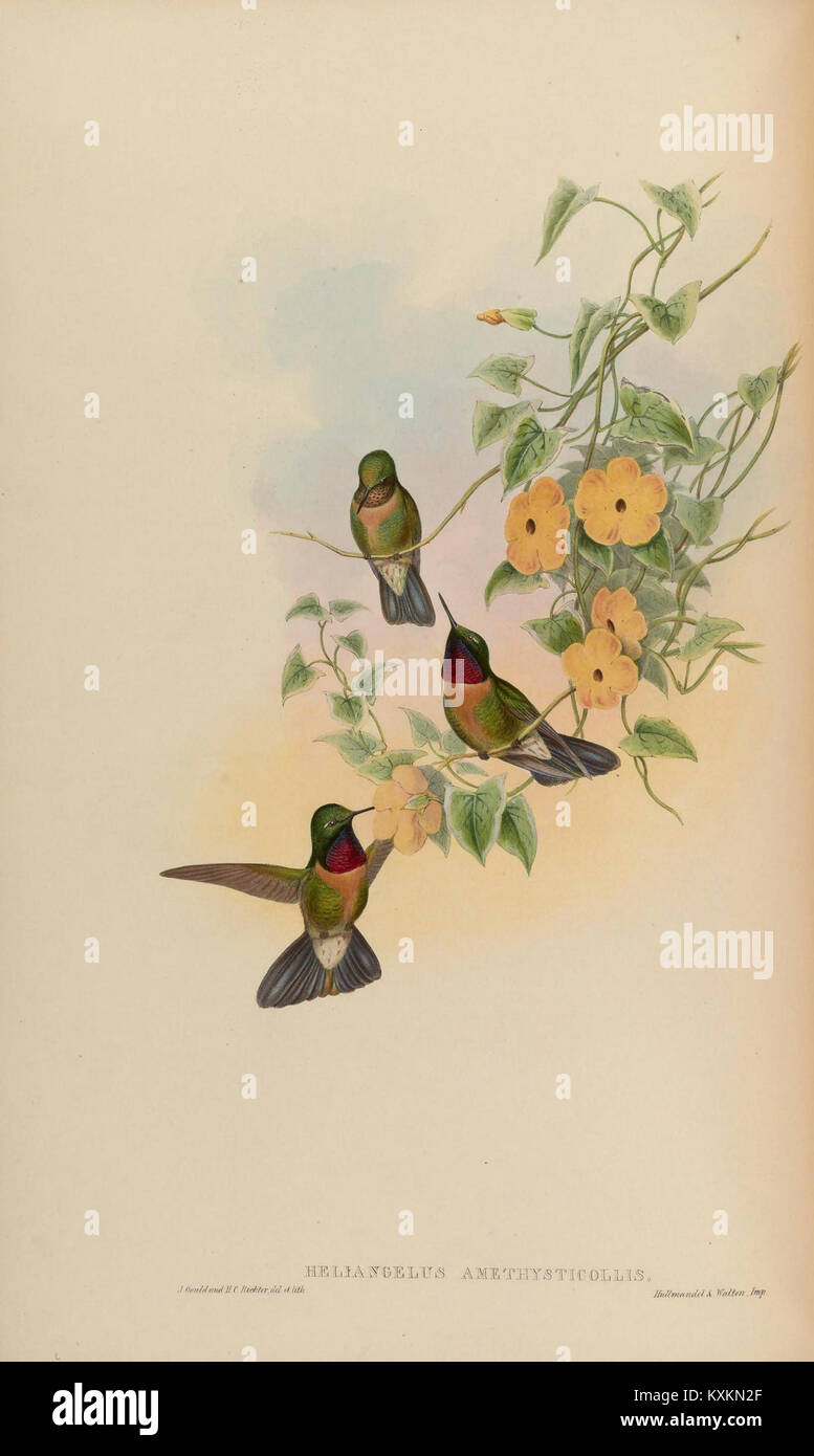 An illustration from a Trochilidae monograph showing hummingbird ...