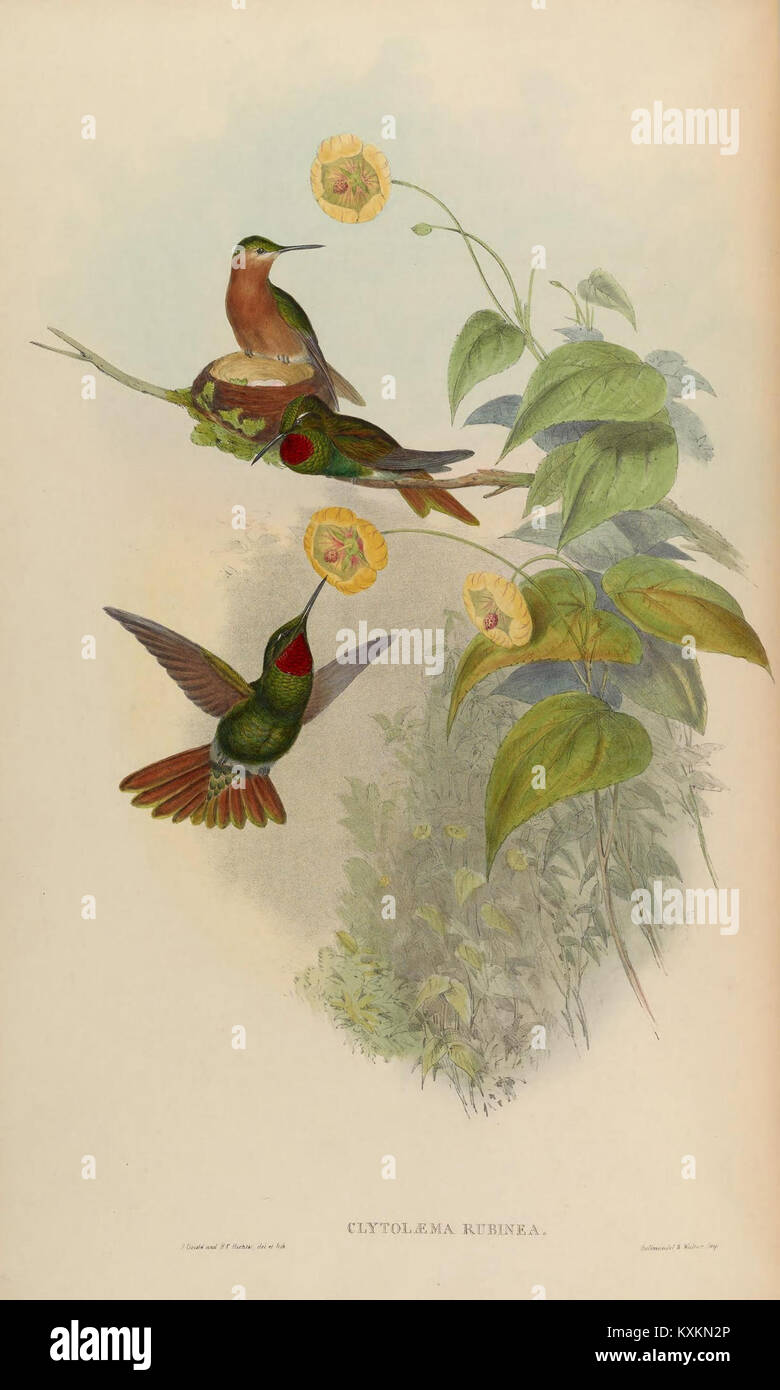 Hummingbird Classification A comprehensive study of Trochilidae (hummingbirds), examining anatomy ...