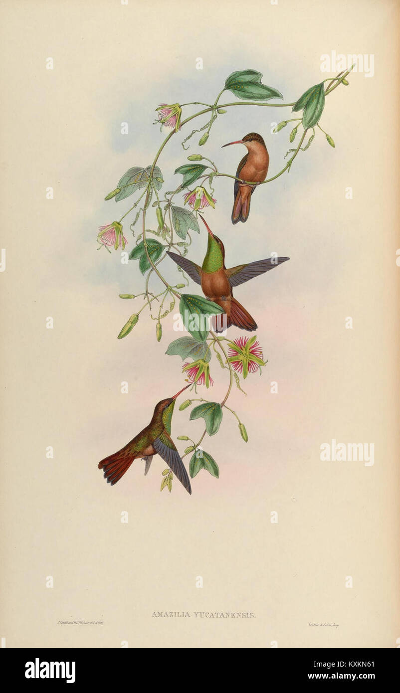 A monograph of the Trochilidæ, or family of humming-birds (Plate 308) (8551717980) Stock Photo