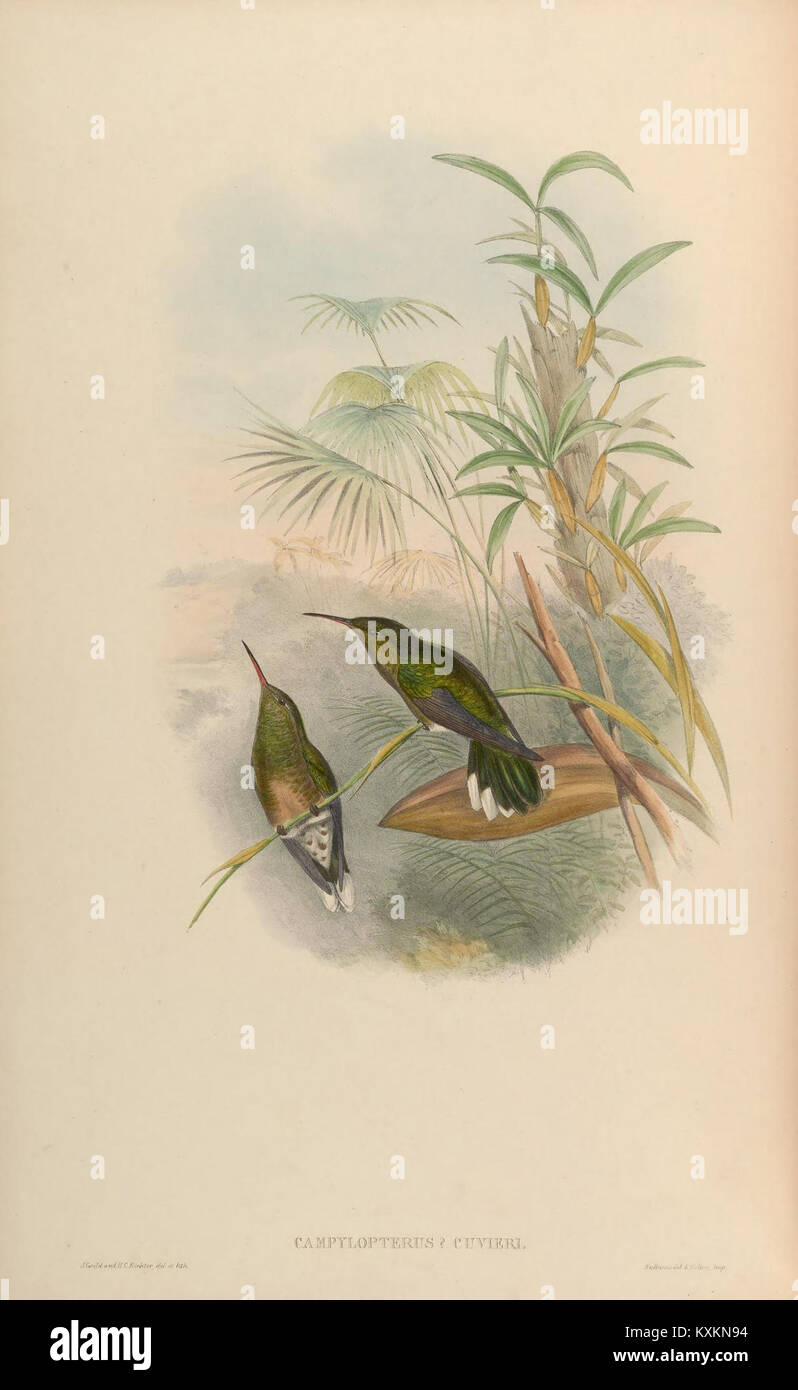 Hummingbird Classification This monograph plate illustrates hummingbirds of the Trochilidae family ...