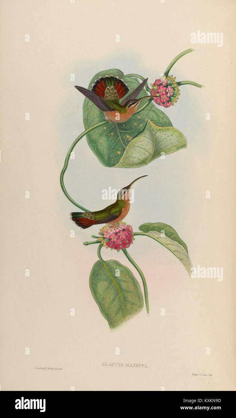 Hummingbird Classification Plate 6 of a Trochilidæ monograph shows various hummingbird species ...