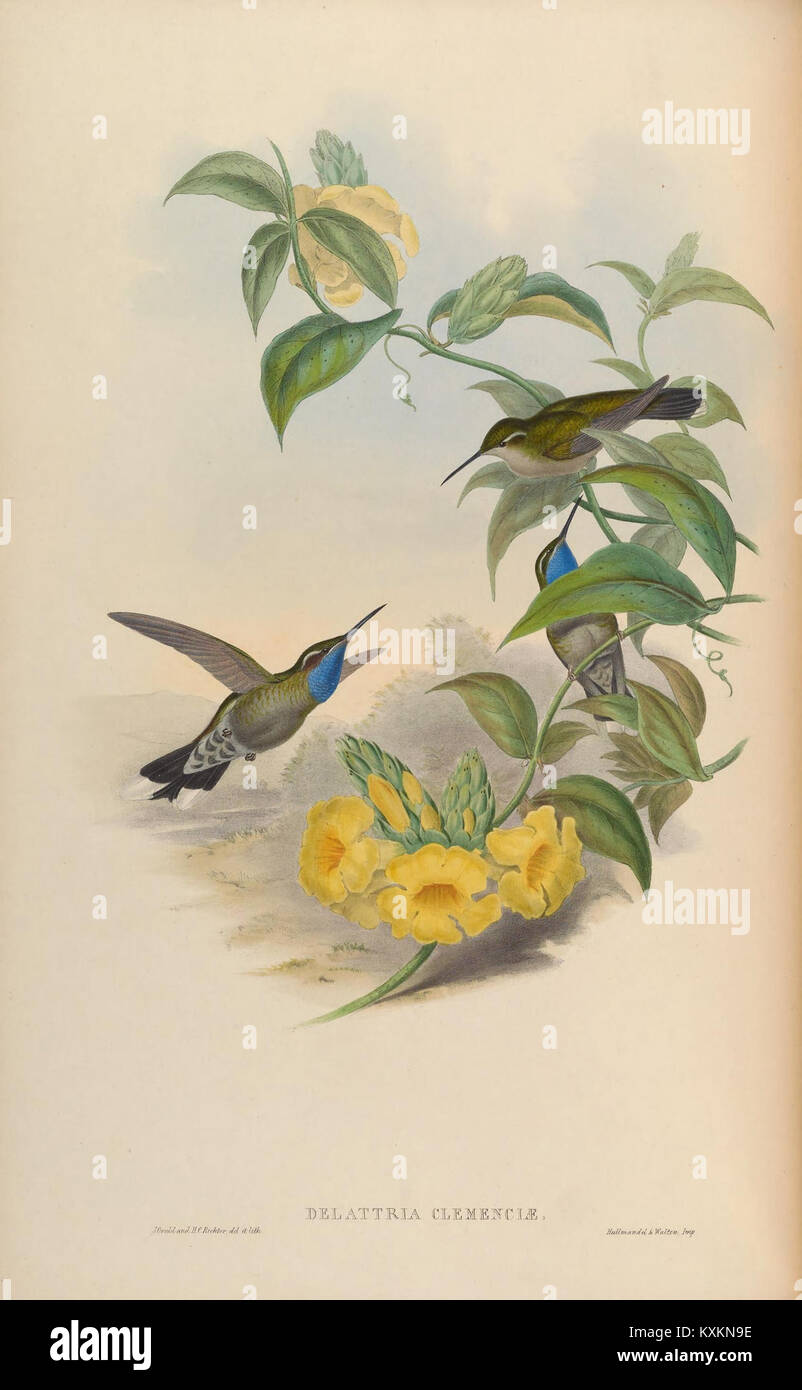 Hummingbird Classification This illustration presents a hummingbird species from the Trochilidae ...