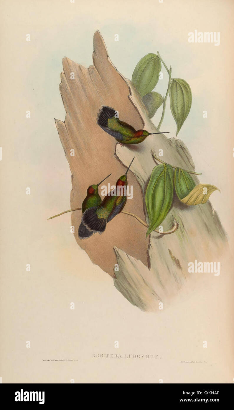 Hummingbird Classification An illustration from a monograph on hummingbirds (Trochilidae ...
