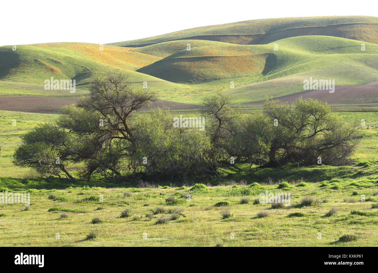 Bitterwater hires stock photography and images Alamy