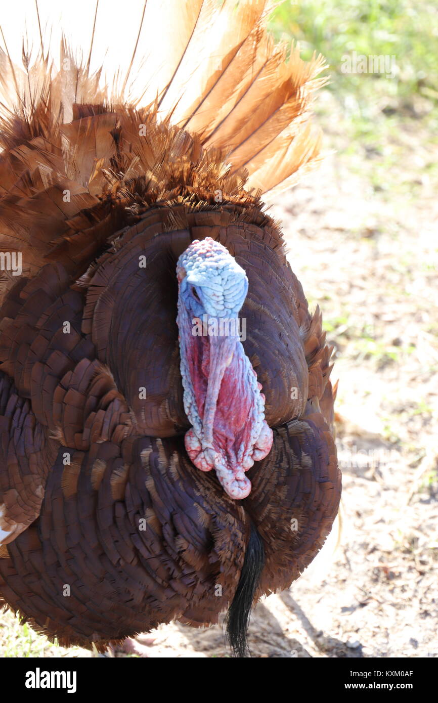 Turkey wattle hires stock photography and images Alamy