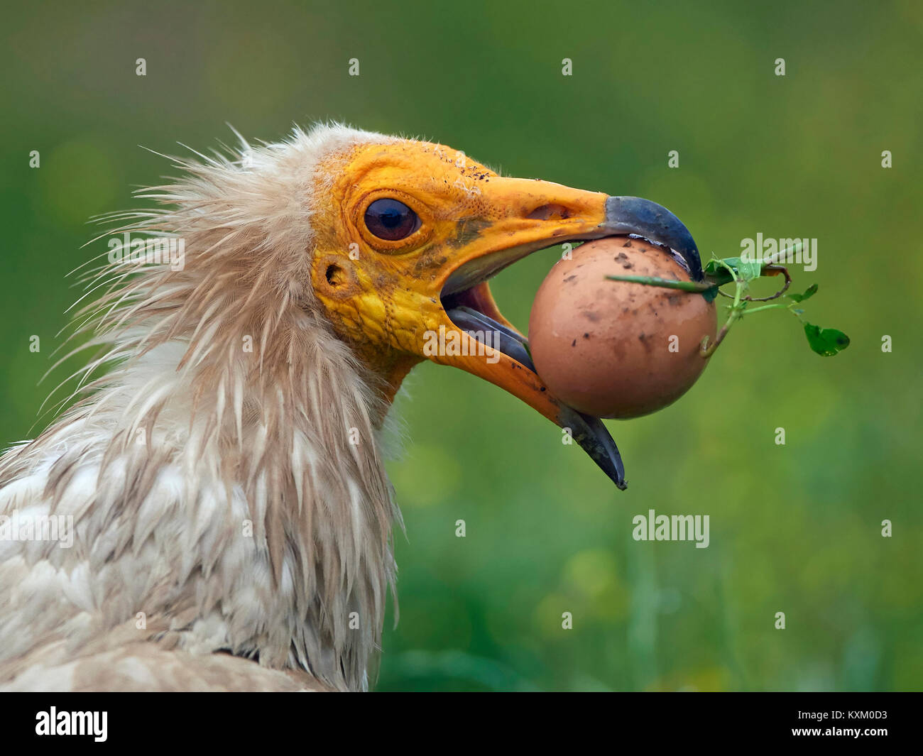 Vulture egg hires stock photography and images Alamy