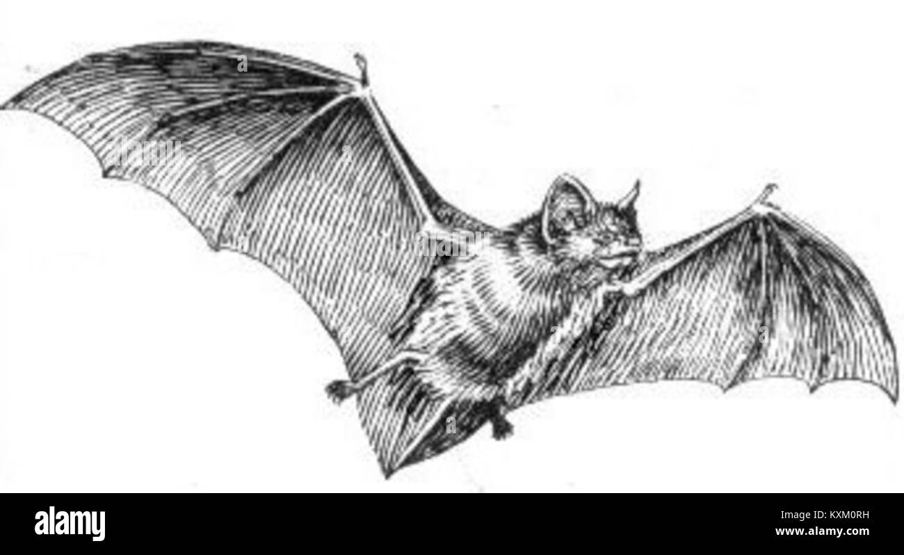 This title refers to a bat specimen from the PSF collection. Bats are nocturnal mammals known for their ability to fly and their ecological importance in pest control and pollination. The PSF collection preserves these specimens for research and education purposes. Stock Photo