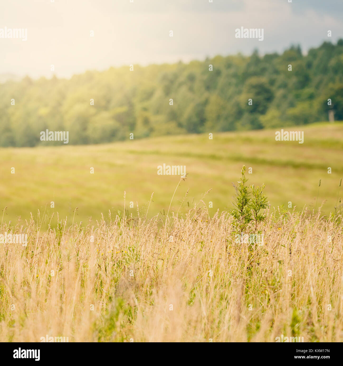Dry grass field of countryside Stock Photo