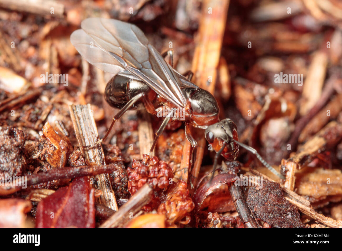 Wood ant queen (Formica rufa) newly emerged. Surrey, UK. Stock Photo