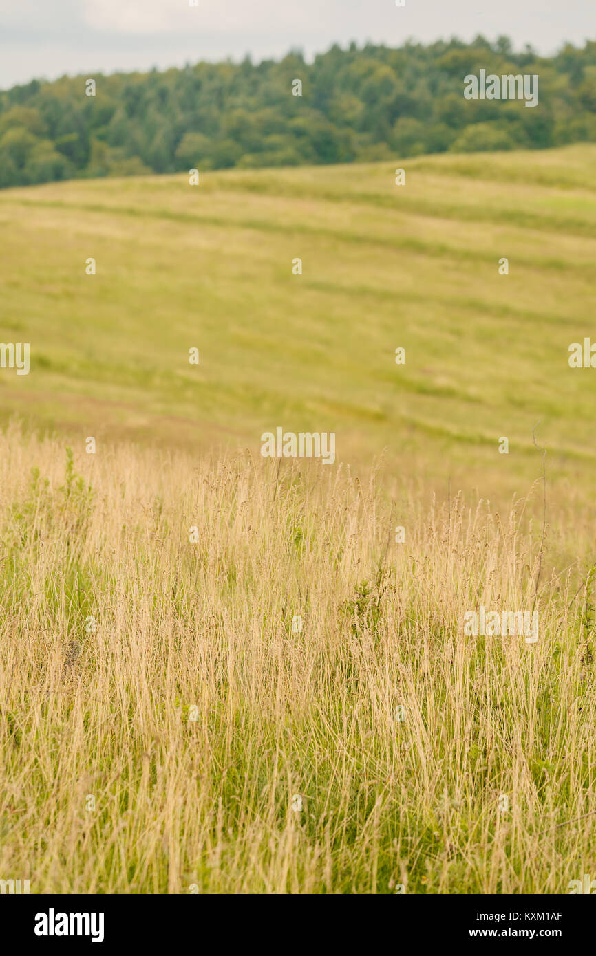 Dry grass field of countryside Stock Photo