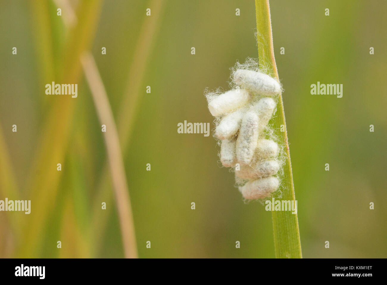 Cocoons of Braconid wasp on grass stem. Dorset, UK. Stock Photo