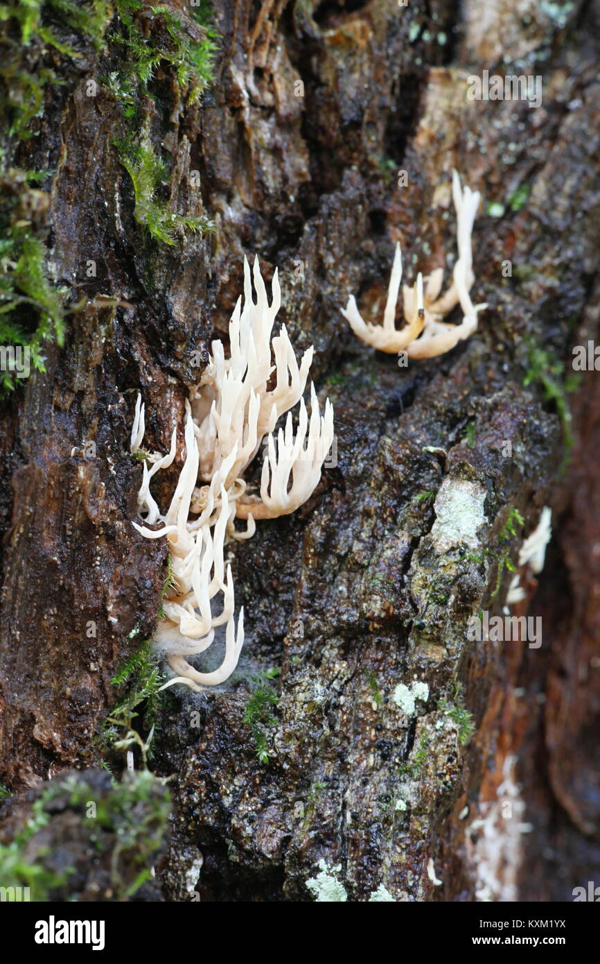 Coral mushroom, Lentaria subcaulescens , growing   on a very old oak. Stock Photo