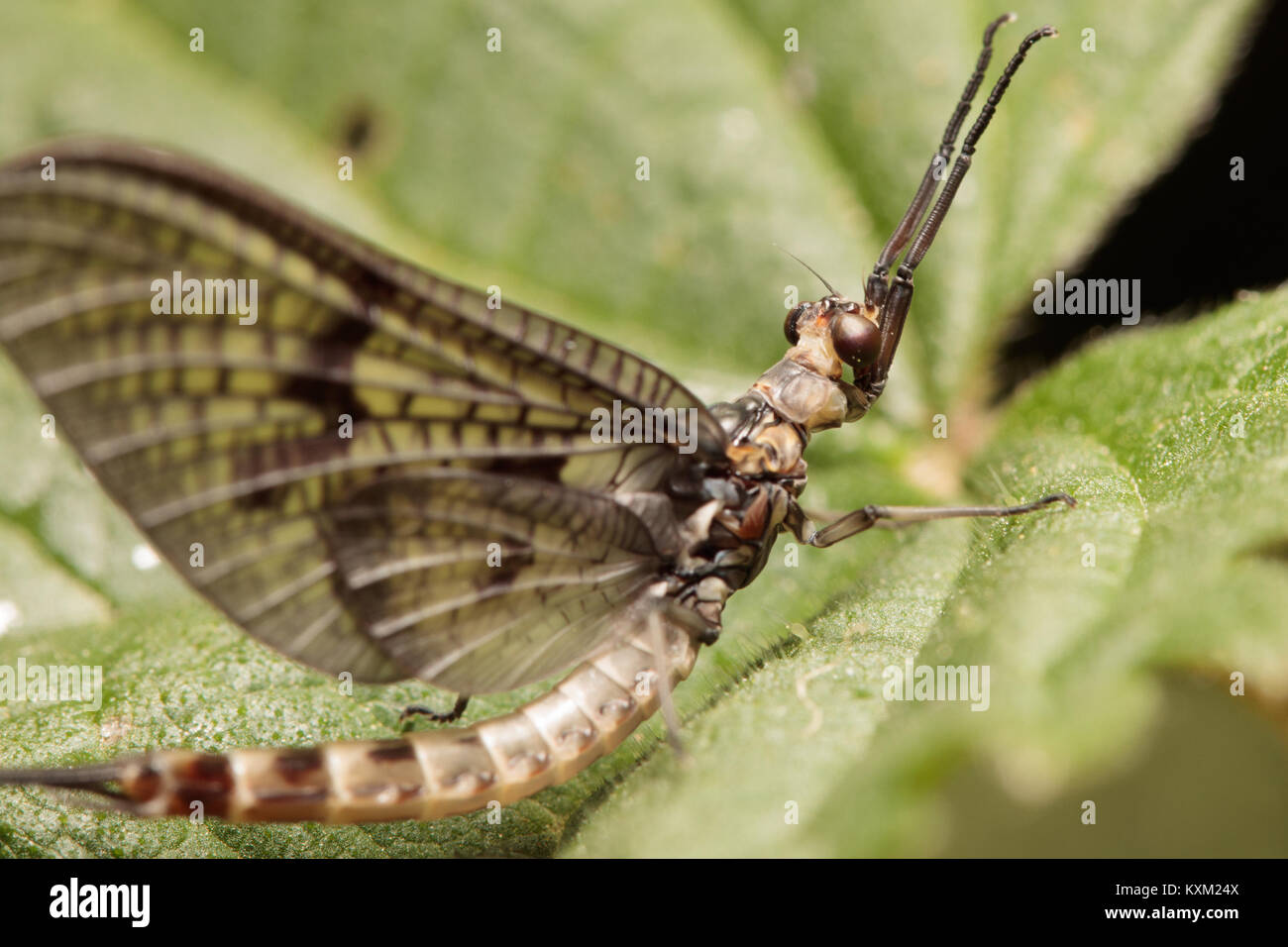 Mayfly (Ephemera sp.) on nettle. Surrey, UK. Stock Photo