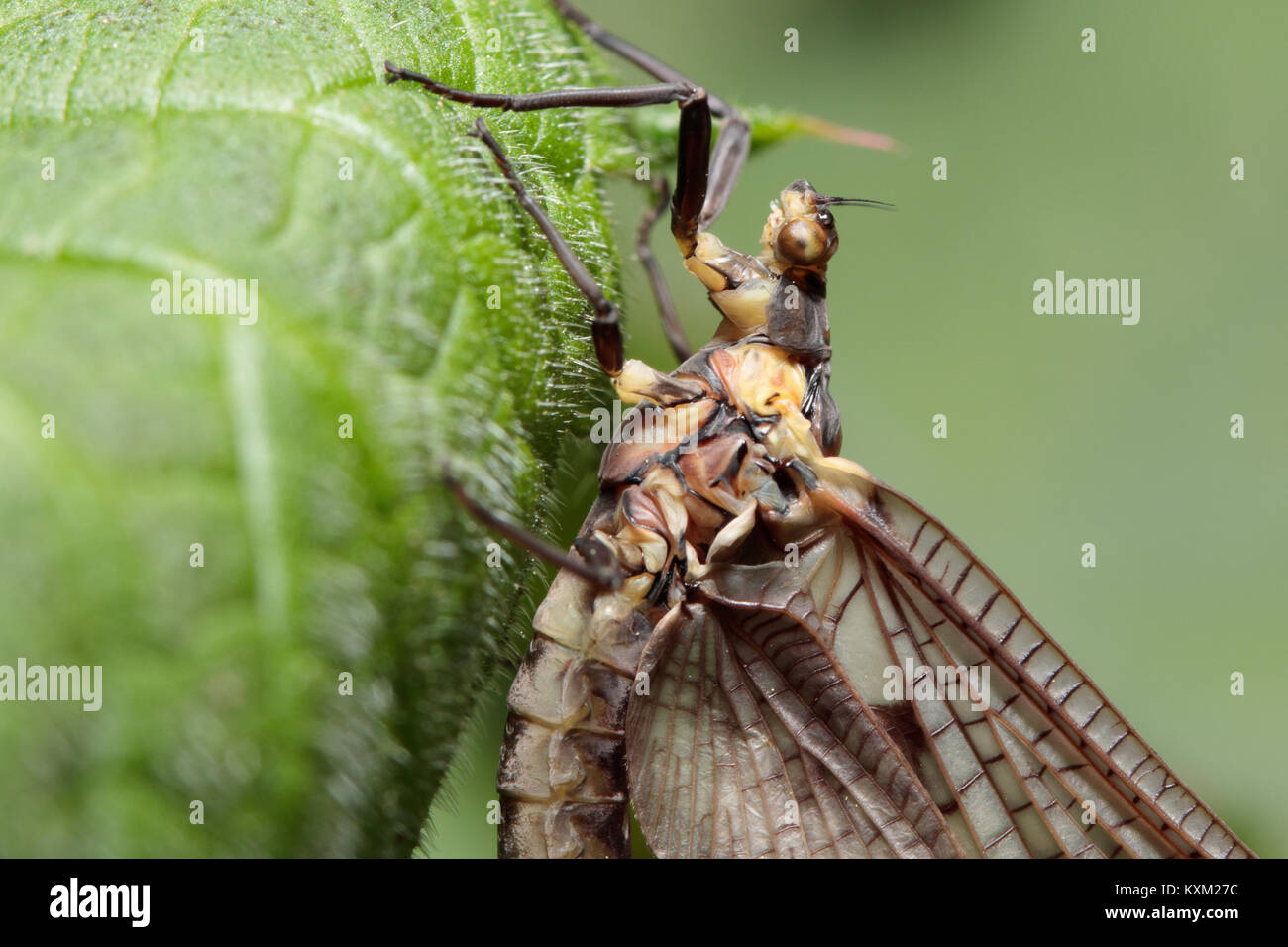 Mayfly (Ephemera sp.) on nettle. Surrey, UK. Stock Photo