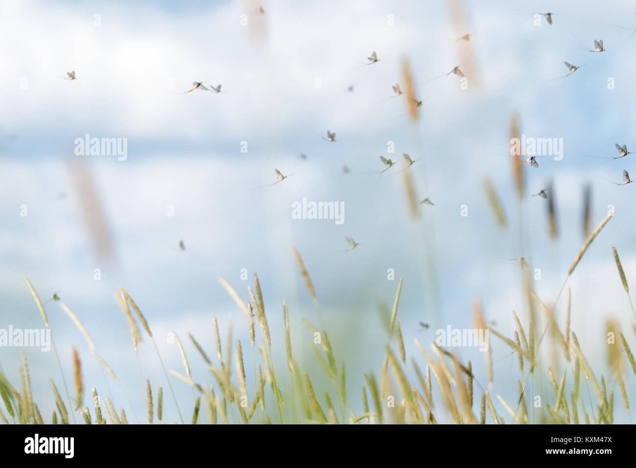 Mayfly (Ephemera sp.) courtship dance. Surrey, UK. Stock Photo