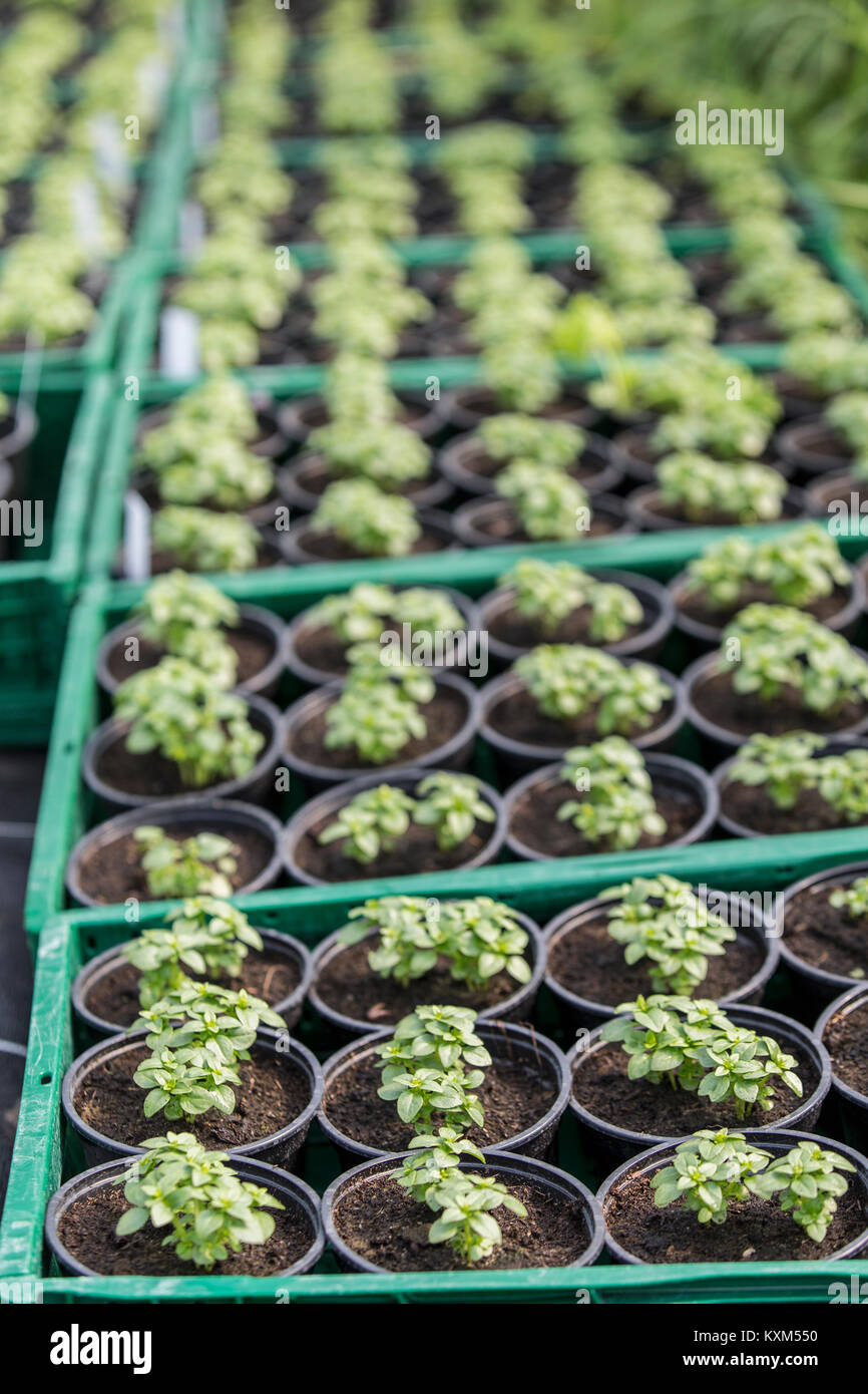 Potted plants in trays Stock Photo Alamy