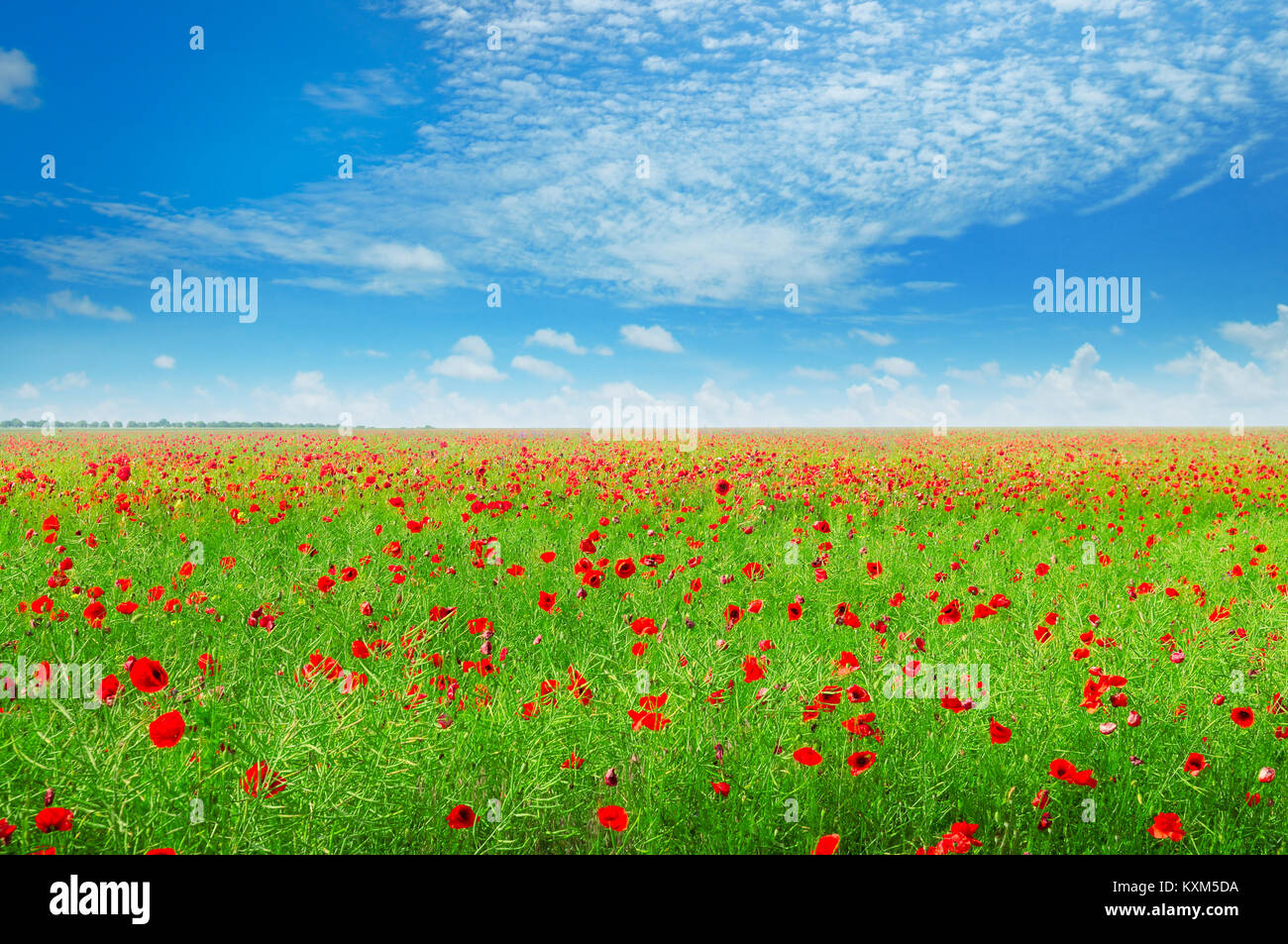 meadow with wild poppies and blue sky Stock Photo - Alamy