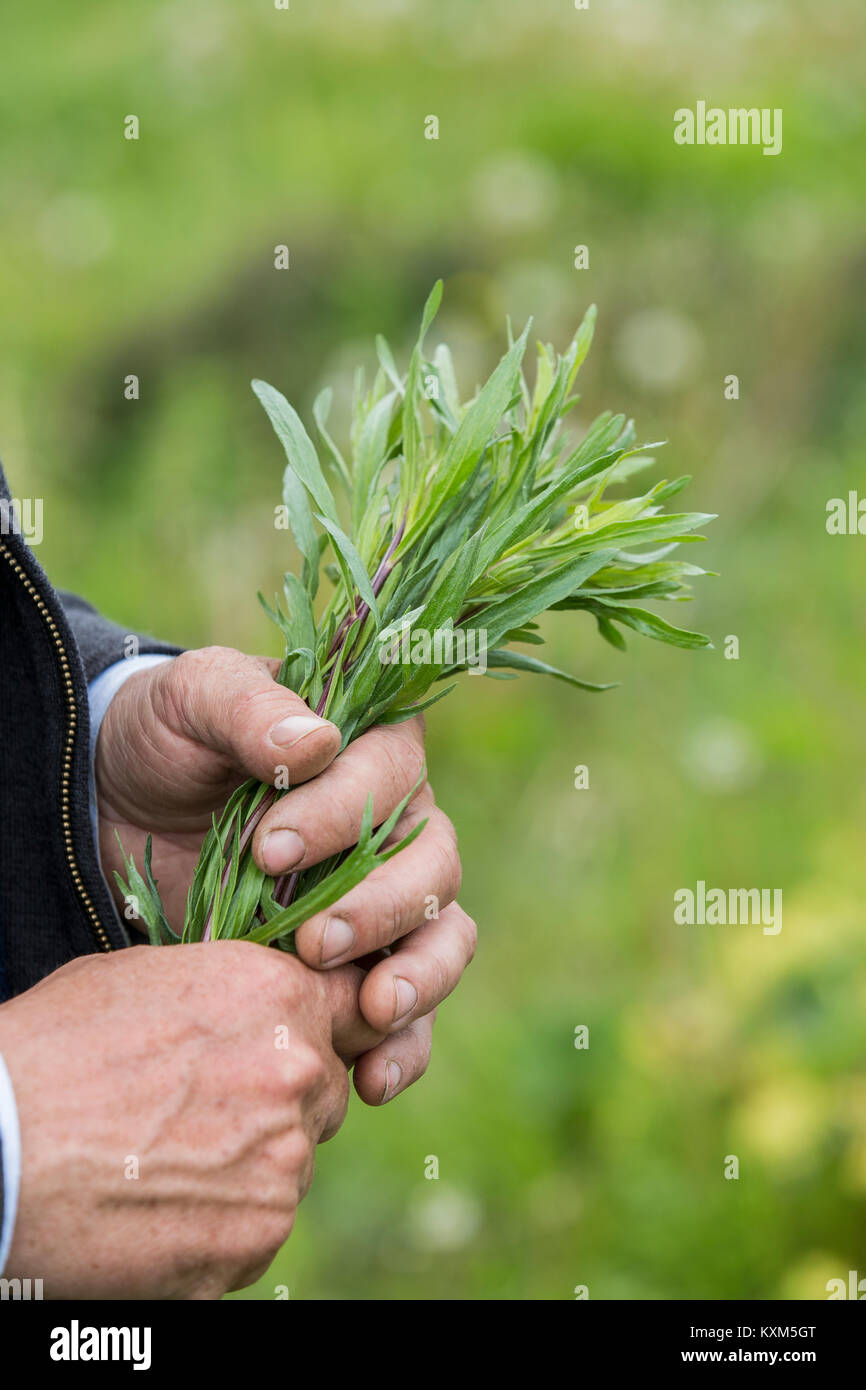 Cropped view of man holding plant Stock Photo - Alamy