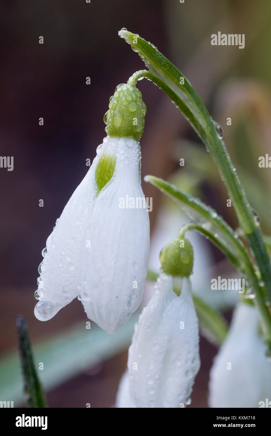 Dew drops on a winter flower of the Crimean snowdrop, Galanthus plicatus 'Yaffle' Stock Photo