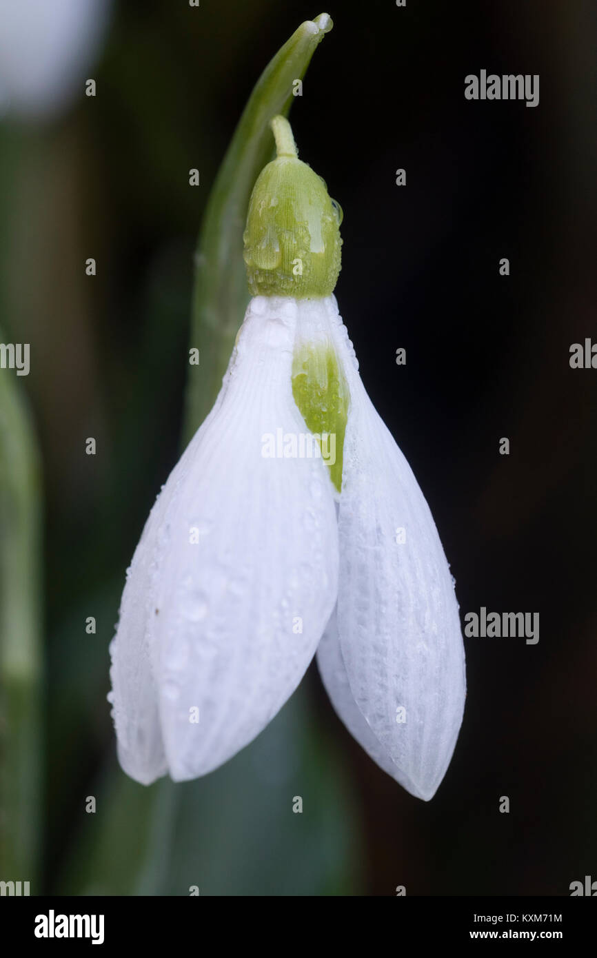 Dew drops on a winter flower of the Crimean snowdrop, Galanthus plicatus 'Yaffle' Stock Photo